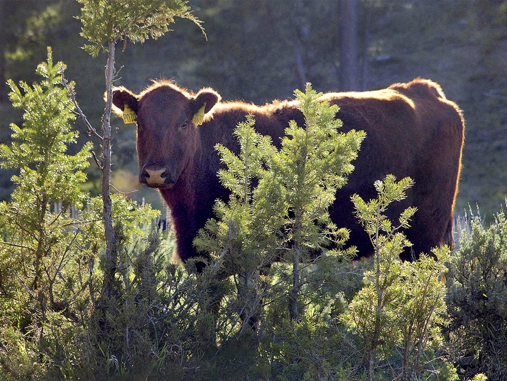 Red Angus cow behind some pine trees