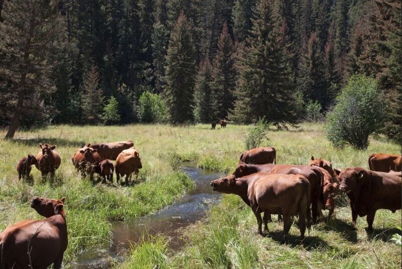 Cattle drinking water at a fresh stream.