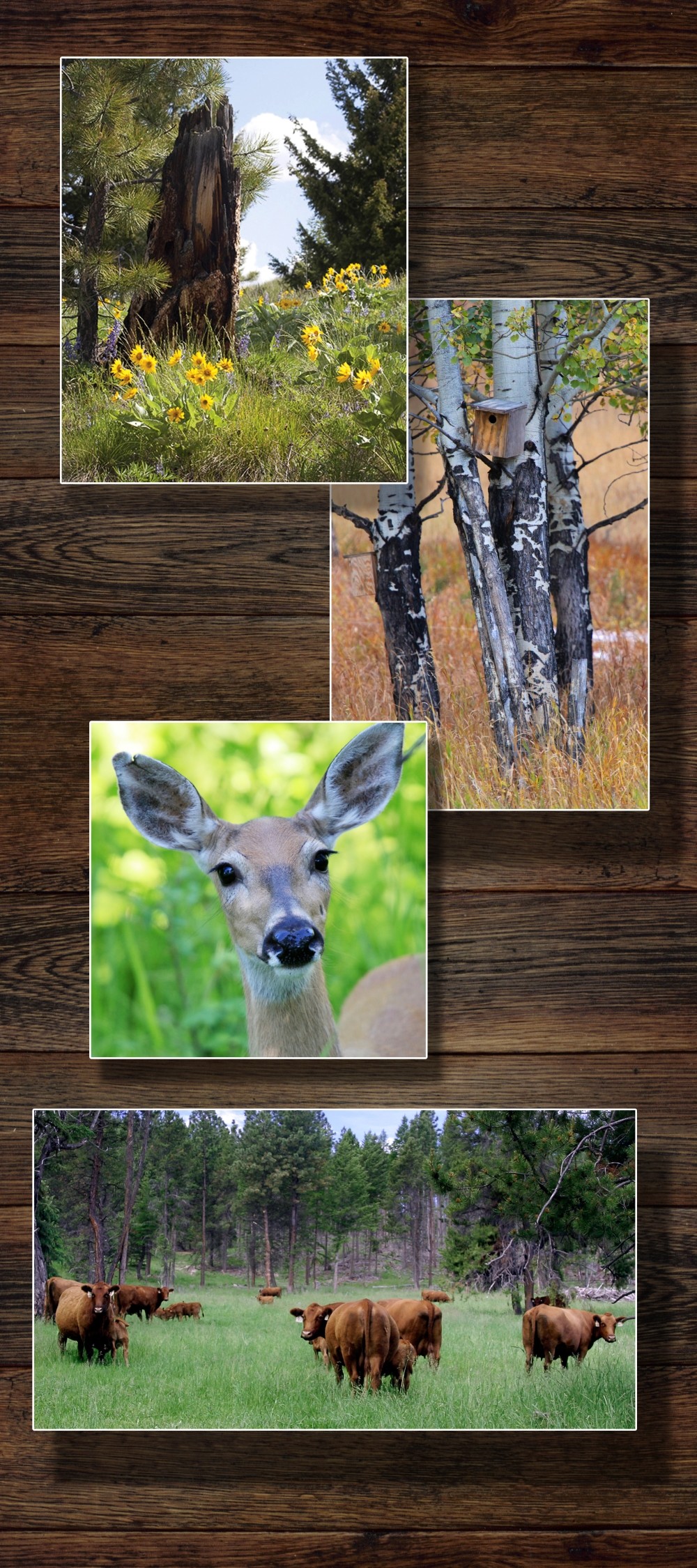 Composite of Meyer Company Ranch grounds with trees, deer, and cows